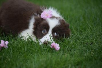 Border collie pups  🌸🐾 bloesem streelt puppy 😍 💝