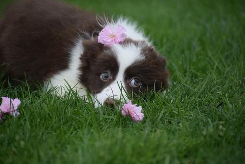 Border collie pups  🌸🐾 bloesem streelt puppy 😍 💝, Dieren en Toebehoren, Honden | Herdershonden en Veedrijvers, Meerdere dieren