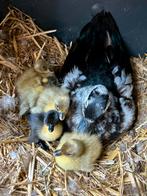 Hollandse Kwaker broedeitjes, Dieren en Toebehoren, Pluimvee