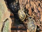 Griekse landschildpad met cites en gechipt, Dieren en Toebehoren, Amfibie