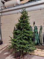 Nordmann kerstboom in pot gekweekt 225-250 cm- Laatste stuks, Tuin en Terras, Halfschaduw, Overige soorten, 100 tot 250 cm, Ophalen