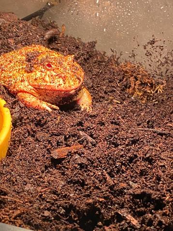 Pacman kikker + terrarium beschikbaar voor biedingen