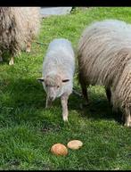 Lam racka ooi, Vrouwelijk, Schaap, 0 tot 2 jaar