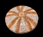 Fabienne Jouvin porseleinen doos in de vorm van een egel, Ophalen