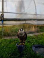 Peregrine falcon, Vrouwelijk, Roofvogel, Tam
