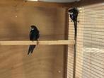 Zwarte rosella, Dieren en Toebehoren