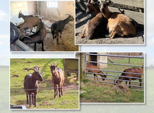 Tijdelijke opvang gezocht voor 4 geiten (tegen vergoeding), Dieren en Toebehoren, Stalling en Weidegang