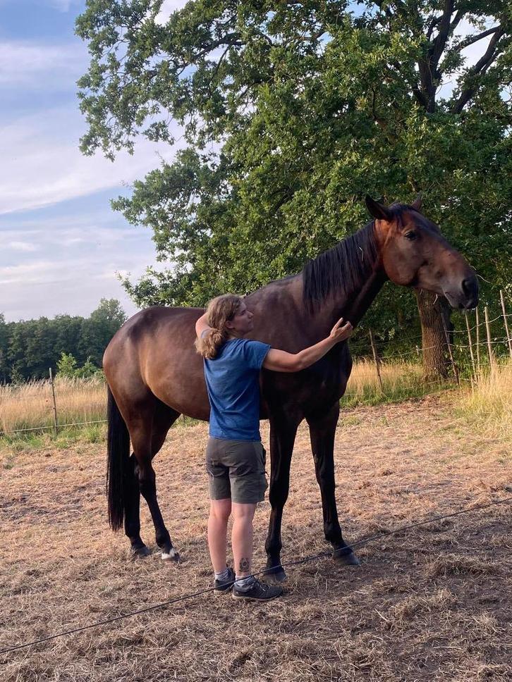 Grote Dravers ruin, Dieren en Toebehoren, Paarden, Ruin, Niet van toepassing, 170 tot 175 cm, 7 tot 10 jaar, Met stamboom, Gechipt