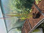 Japans bloedgras, Tuin en Terras, Planten | Tuinplanten, Ophalen