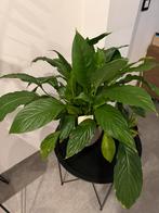 Lepelplant/ Spathiphyllum, Huis en Inrichting, Kamerplanten, Ophalen