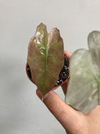 Alocasia polly pink, Ophalen