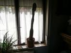 Cactus de 1,12 m, Huis en Inrichting, Kamerplanten, Cactus, In pot, Ophalen