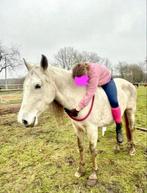 Super lieve allround merrie, Dieren en Toebehoren, Paarden, Merrie