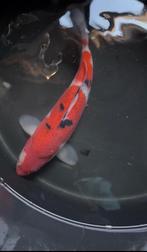 Nisai Sanke 38cm Tamaura, Dieren en Toebehoren, Vissen | Vijvervissen, Karper of Koi