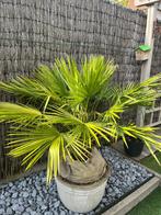 PRACHTIGE WINTERHARDE PALMBOOMPJES - 21 GRADEN, Tuin en Terras, Ophalen