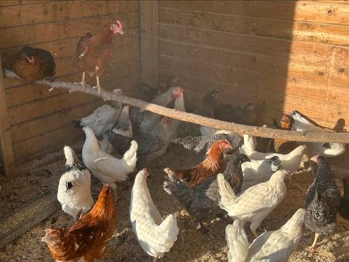 Ruime keuze legkippen heel het weekend, Dieren en Toebehoren, Pluimvee