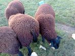 Swifter schapen bokken en ooien te koop, Dieren en Toebehoren, Schapen, Geiten en Varkens