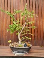 Yamadori Meidoorn starter bonsai met veel mogelijkheden, Ophalen