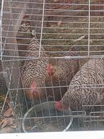 Broedeieren van legkippen., Dieren en Toebehoren, Vogels | Overige Vogels