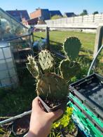 winterharde Opuntia Tortispina, Ophalen of Verzenden
