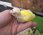 kakariki's om handtam te maken, Meerdere dieren, Parkiet