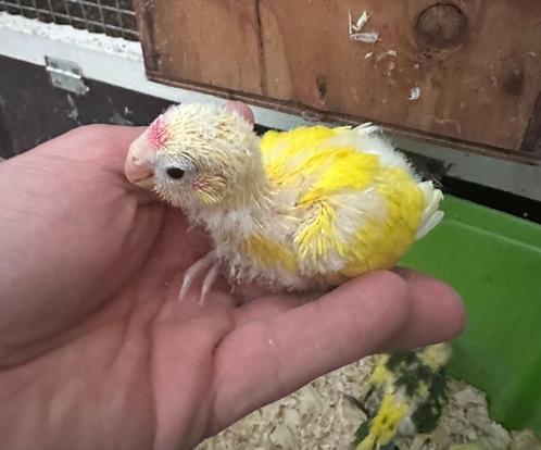 kakariki's om handtam te maken, Dieren en Toebehoren, Vogels | Parkieten en Papegaaien, Parkiet, Meerdere dieren