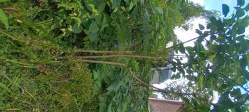 Planten  beschikbaar voor biedingen