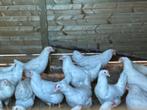 Witte leghorn ruime keuze, Dieren en Toebehoren, Pluimvee