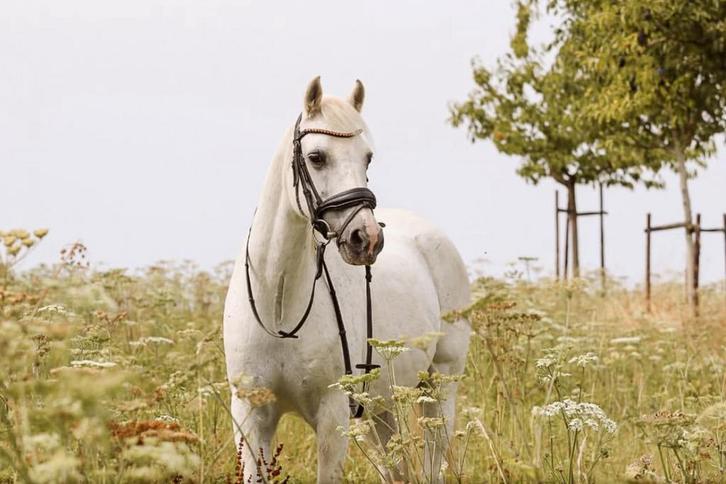 Verzorger gezocht, Dieren en Toebehoren, Pony's, Ruin
