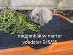 Raszuivere en superlieve Nederlandse hangoordwergen, Dieren en Toebehoren, Meerdere dieren, Dwerg, Hangoor, 0 tot 2 jaar