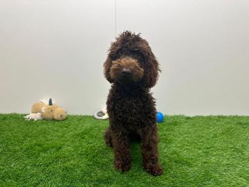 Dwergpoedel pups beschikbaar voor biedingen