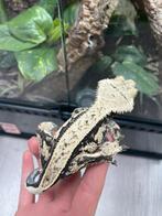 Wimpergekko man Jaunty, Dieren en Toebehoren, Reptielen en Amfibieën