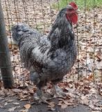 Grijze haan, Dieren en Toebehoren, Kip