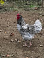 Haan  mengeling Brahma. Eigen kweek, Dieren en Toebehoren, Mannelijk, Kip
