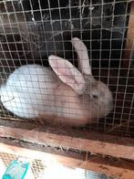 Twee reuze konijnen, Dieren en Toebehoren, Konijnen, Mannelijk, Groot, 0 tot 2 jaar