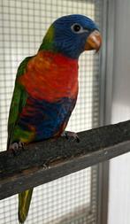 mooie, jonge lori van de blauwe bergen (niet handtam), Dieren en Toebehoren, Vogels | Parkieten en Papegaaien, Geringd