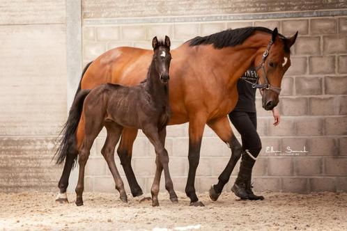 Drachtige dressuur fokmerries, Dieren en Toebehoren, Paarden, Merrie, Z, 165 tot 170 cm, 7 tot 10 jaar, Dressuurpaard, Met stamboom