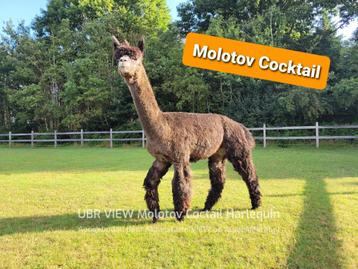 alpaca harlekijn hengst ter dekking beschikbaar voor biedingen