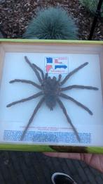 Goliath Tarantula Birdeater Spider taxidermy, Ophalen of Verzenden, Gebruikt, Opgezet dier