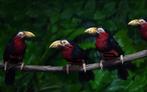 lybius dubius EAM (mini toucan), Animaux & Accessoires, Oiseaux | Oiseaux Autre, Domestique, Oiseau tropical, Plusieurs animaux