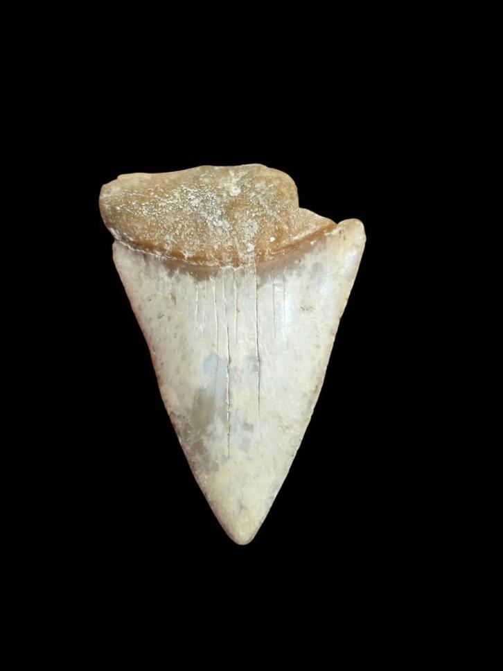 Carcharodon carcharias ( witte haai ) uit baja Mexico 5,2 cm, Verzamelen, Mineralen en Fossielen, Fossiel, Ophalen of Verzenden