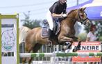 Knappe allround C sportpony, Dieren en Toebehoren, Pony's, Merrie, Gechipt, 11 jaar of ouder, L