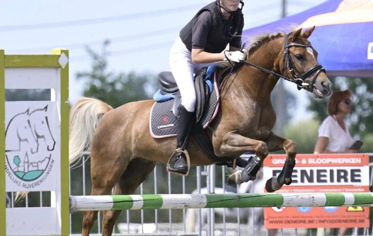 Knappe allround C sportpony, Dieren en Toebehoren, Pony's, Merrie, L, C pony (1.27m tot 1.37m), 11 jaar of ouder, Met stamboom