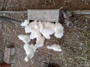 Zijdehoenders. beschikbaar voor biedingen