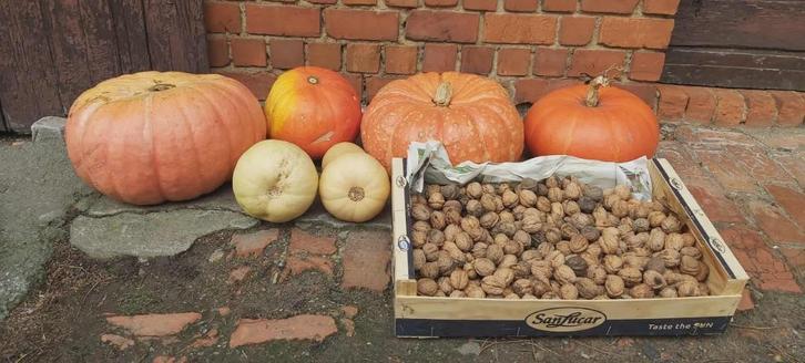 Pompoenen + butternuts + walnoten, Diversen, Levensmiddelen, Ophalen