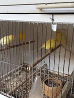 Kanaries, Dieren en Toebehoren, Vogels | Kanaries, Meerdere dieren, Kleurkanarie