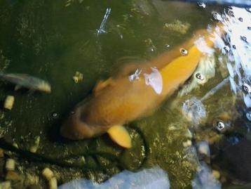 Jumbo koi   chagoi beschikbaar voor biedingen