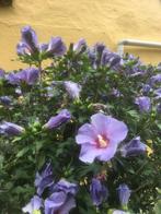 Hibiscus, Tuin en Terras, Ophalen, Zomer, Vaste plant, Overige soorten
