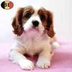 Cavalier King Charles - chiots belges à vendre, Commerçant, Autres races, 8 à 15 semaines, Plusieurs