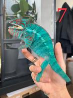 Jonge mannelijke kameleons Furcifer pardalis ambilobe, Dieren en Toebehoren, Reptielen en Amfibieën, Hagedis, 0 tot 2 jaar
